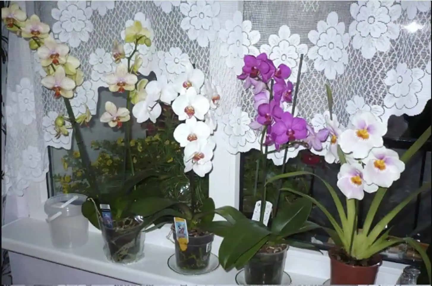 Po dovolenke som našla zvädnutú orchideu bez života: Zo zúfalstva som vyskúšala tento nápad by som nikdy nevyskúšala a zabral okamžite!