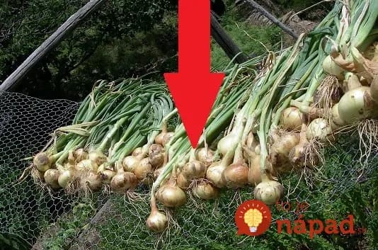 Starý trik, ako skladovať cibuľu: Takto to robili naši predkovia a vydržala im až do ďalšej úrody!