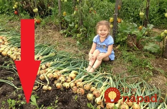 Pozberali ste úrodu cibule, hrášku či cesnaku? Zasaďte na ich miesto TOTO a nová úroda porastie ako z vody!