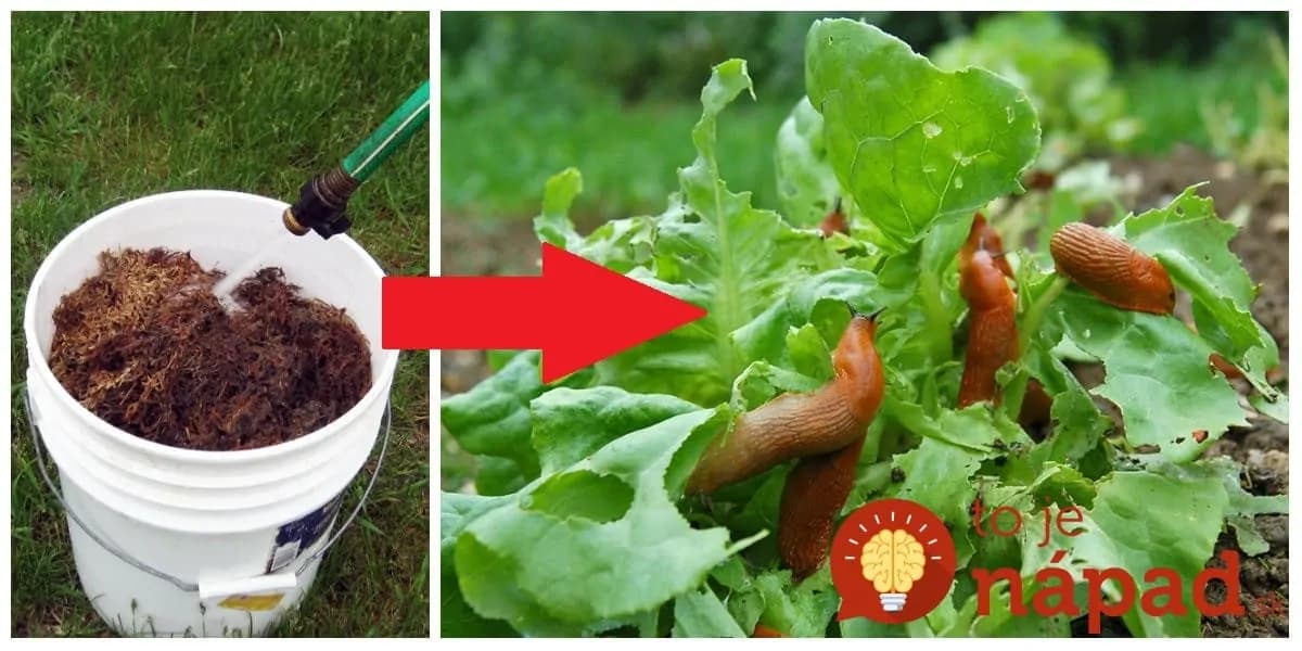 Mám už po 50-tke, ale nikdy som na slimáky nemusela kupovať chémiu: Stačila jedna rada mojej svokry!