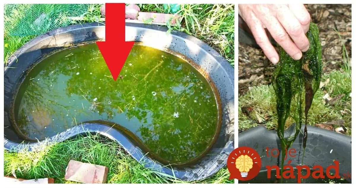 Perfektný tip, ako vyčistiť vodu v jazierku bez driny a chémie: Stačí, keď do jazierka vložíte túto vec a o riasy sa viac nemusíte starať!