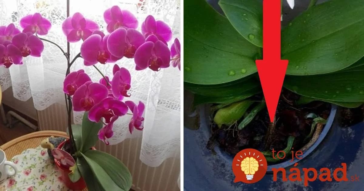 Po dovolenke som našla zvädnutú orchideu bez života: Keby nie som zúfalá, tento nápad by som nikdy nevyskúšala, ale zabralo to okamžite!