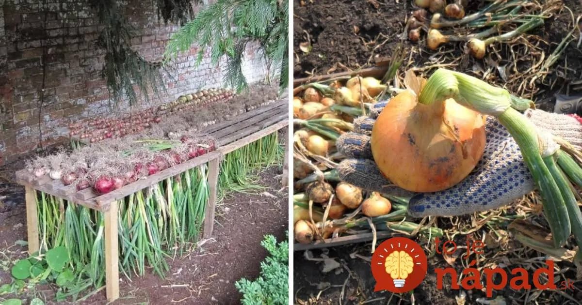 Keď uvidíte, že cibuľa vyzerá takto, hneď zbierajte: Toto je znakom, že je najzdravšia a najdlhšie vám vydrží!