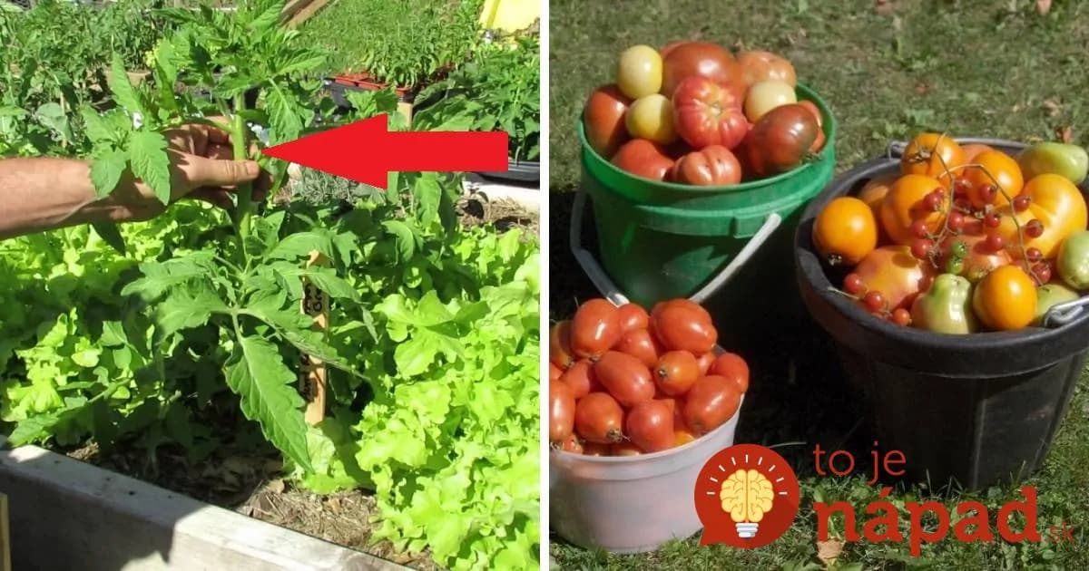 Toto urobte v júli, ak chcete viac rajčín:  Pestovateľ prezradil jednoduchý trik, ako naštartovať rajčiny k väčšej úrode!