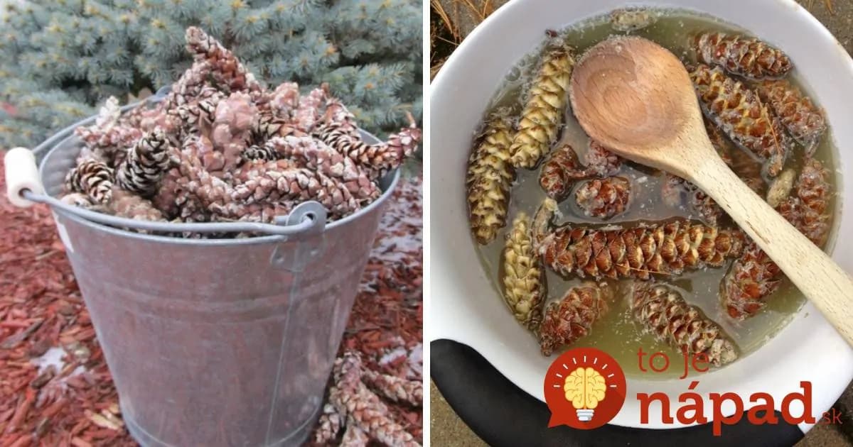 Šišky z lesa stačí len zaliať a nechať pôsobiť: Keď ich vyberiete, budú vyzerať ako z porcelánu, úžasné!