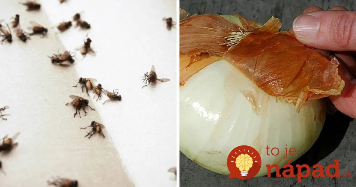 Zabudnite na klinčeky v citróne: Táto kombinácia by napadla málokomu, no proti muchám a komárom je neprekonateľná!