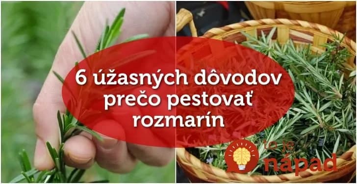 Ani zďaleka nie je len do jedál: 6 úžasných dôvodov, prečo mať rozmarín vždy po ruke