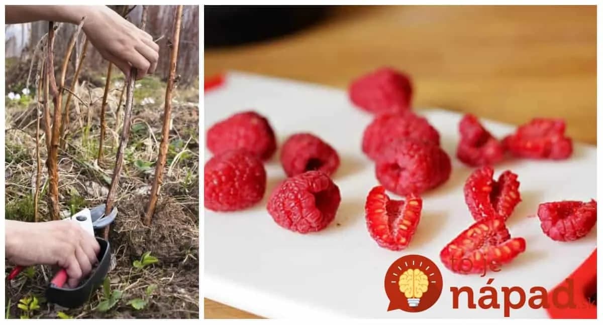 Jedna rada pre tých, ktorí už pozbierali maliny: Toto musíte urobiť hneď po zbere, aby vám bohato zarodili aj o rok!