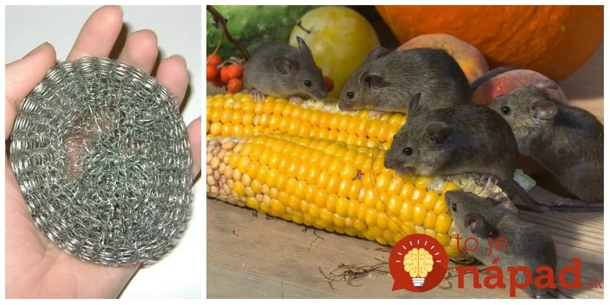 Perfektný trik s drôtenkou: Keď ju použijete takto s myšami a ďalšími hlodavcami v dome máte pokoj!