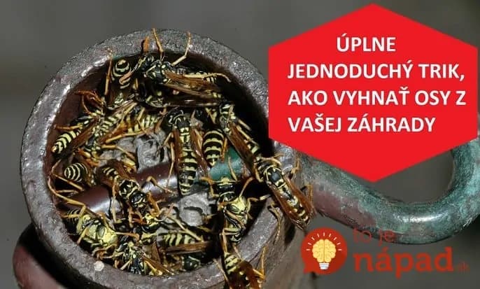 Túto vec mi poradil minulý rok sused: Premnožené osy sa zo záhrady stratili takmer okamžite!