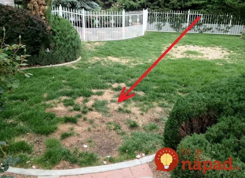 Krásny trávnik za 1 týždeň: Profesionál ukázal jednoduchý trik, ako zakryť škvrny a urýchliť rast trávy v rekordnom čase!