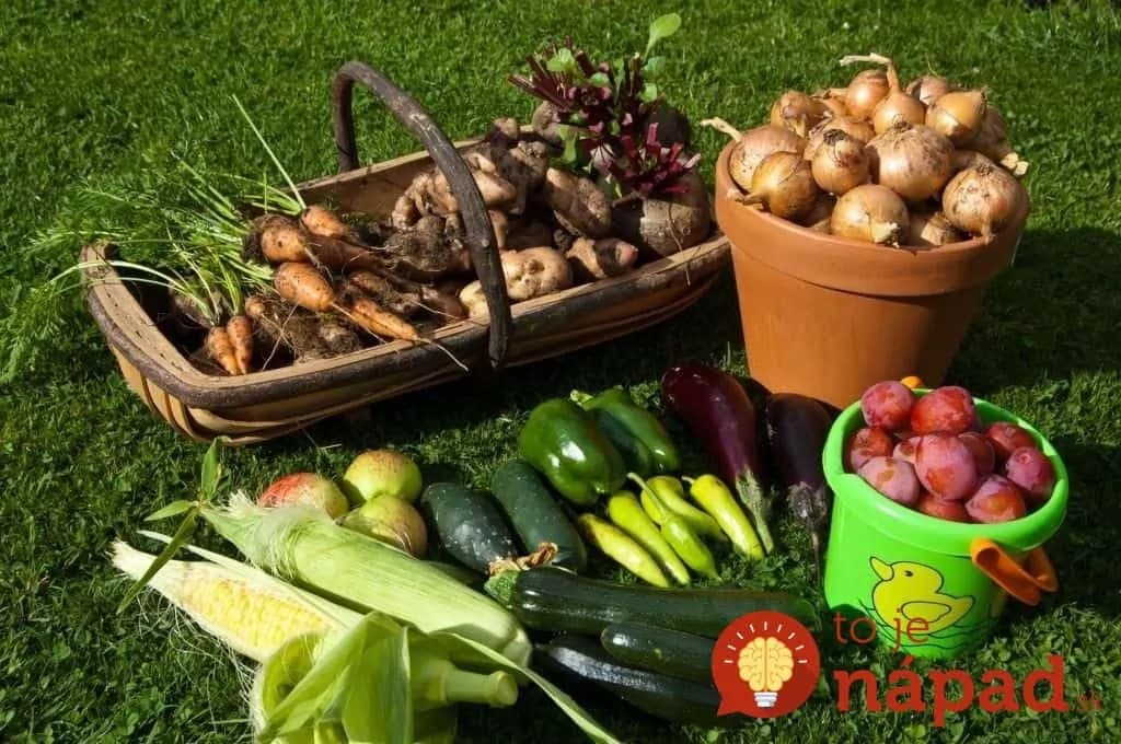 Rada dlhoročného záhradkára: Zapamätajte si túto jednoduchú vec pri zbere zeleniny a budete ju mať najchutnejšiu a vydrží najdlhšie!