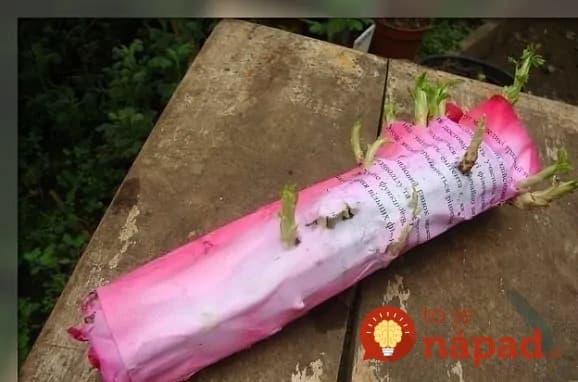 Trik s novinami a plastovou taškou – je úplne zadarmo a budete mať vďaka nemu plnú záhradu krásnych ruží!