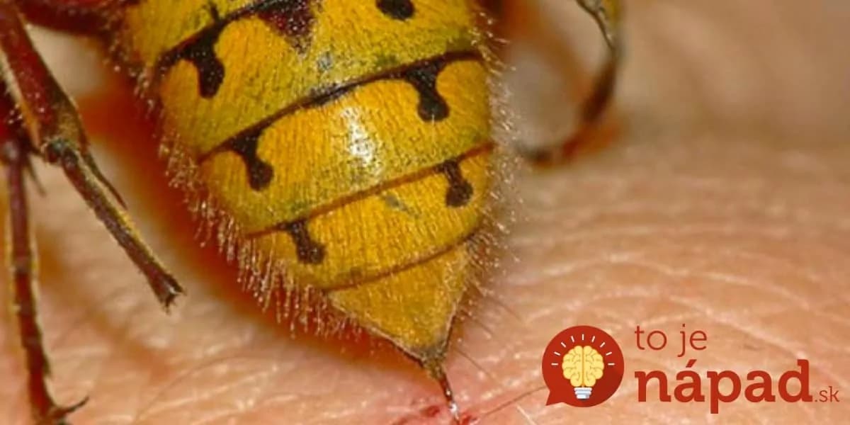 Osy sú čoraz agresívnejšie: Dajte si tento odpad z kuchyne do záhrady alebo na terasu a do sekundy vám dajú pokoj