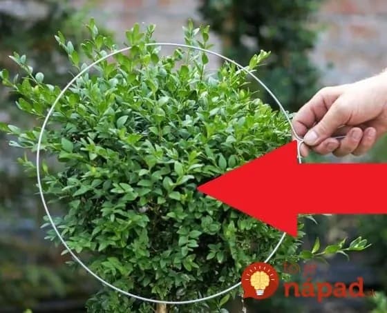 Toto ich omladí a budú krajšie, ako kedykoľvek predtým: Rada, ako tvarovať zeleň, vďaka ktorým bude vaša záhrada vyzerať miliónovo aj v zime!