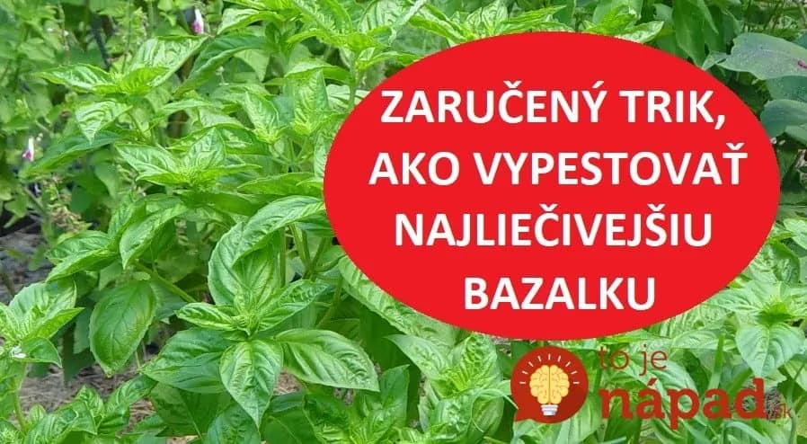 Zníži cholesterol, zlepší vám zrak a ochráni srdce: Toto treba urobiť, aby ste vypestovali najliečivejšiu bazalku s obrovskými listami!