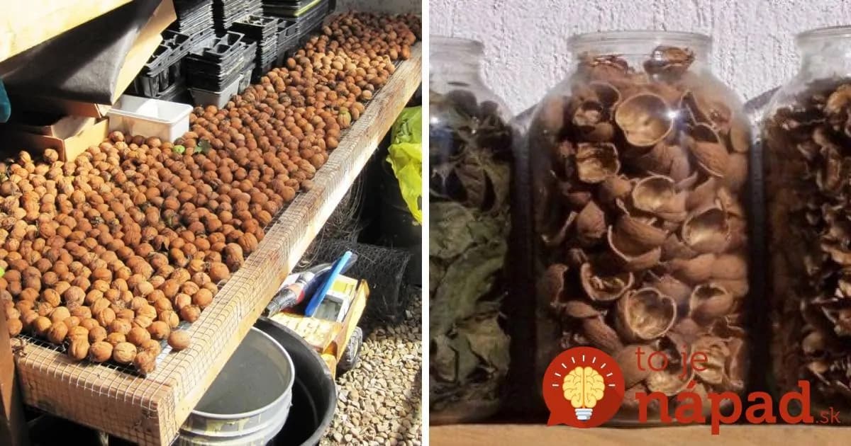 Ak sa vám urodili orechy, nikdy nevyhadzujte škrupiny a tvrdé vnútro: Starostlivo ich uchovajte, je na to úžasný dôvod!