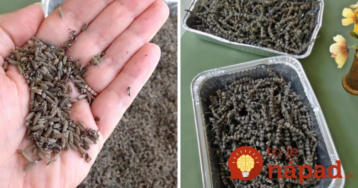 Perfektný zlepšovák pri zbere: Ani neviem ako a mám 3 plné poháre sušenej levandule „bez sušenia“ a zdĺhavých návodov!