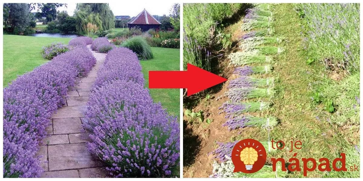 Držte sa týchto dvoch krokov a levanduľa o rok zakvitne ako nikdy, aj keď je staršia: Jasné, prehľadné a jednoduché!