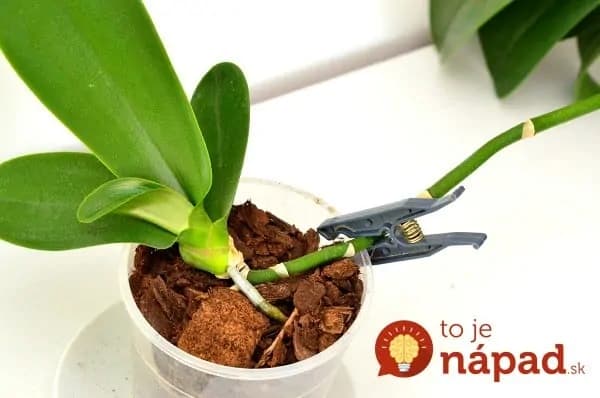 Tejto rade, ako rozmnožiť orchideu som veľmi neverila, ale skutočne funguje: Žiadne strihanie, len k nej postavte nový črepník!