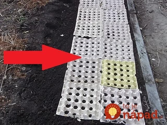 Stačí dať na zem a viac sa nestaráte: Záhradkár ukázal geniálny trik, ako mať bohatú úrodu neskorej reďkvičky bez práce!