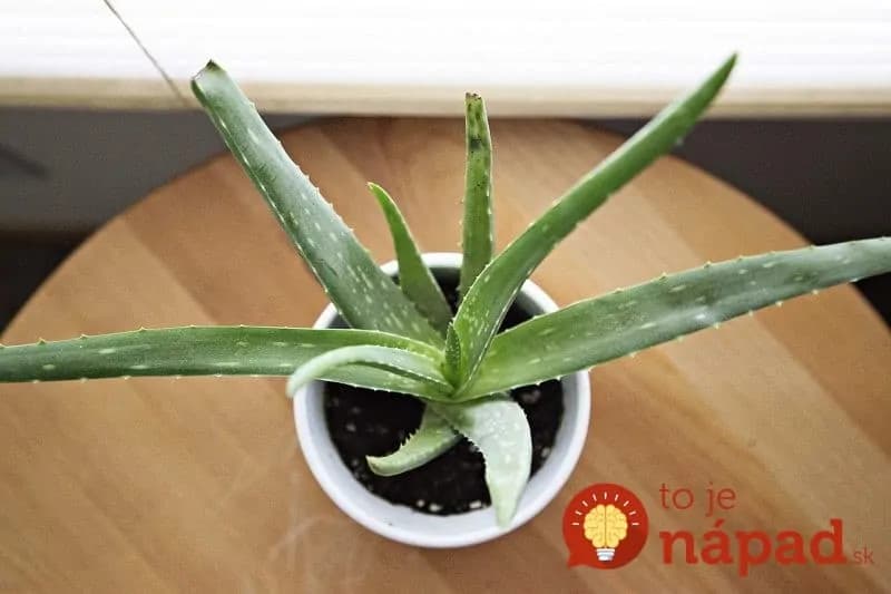 Vďaka tomuto triku vám Aloe Vera nikdy nevyschne a bude rásť a rásť!