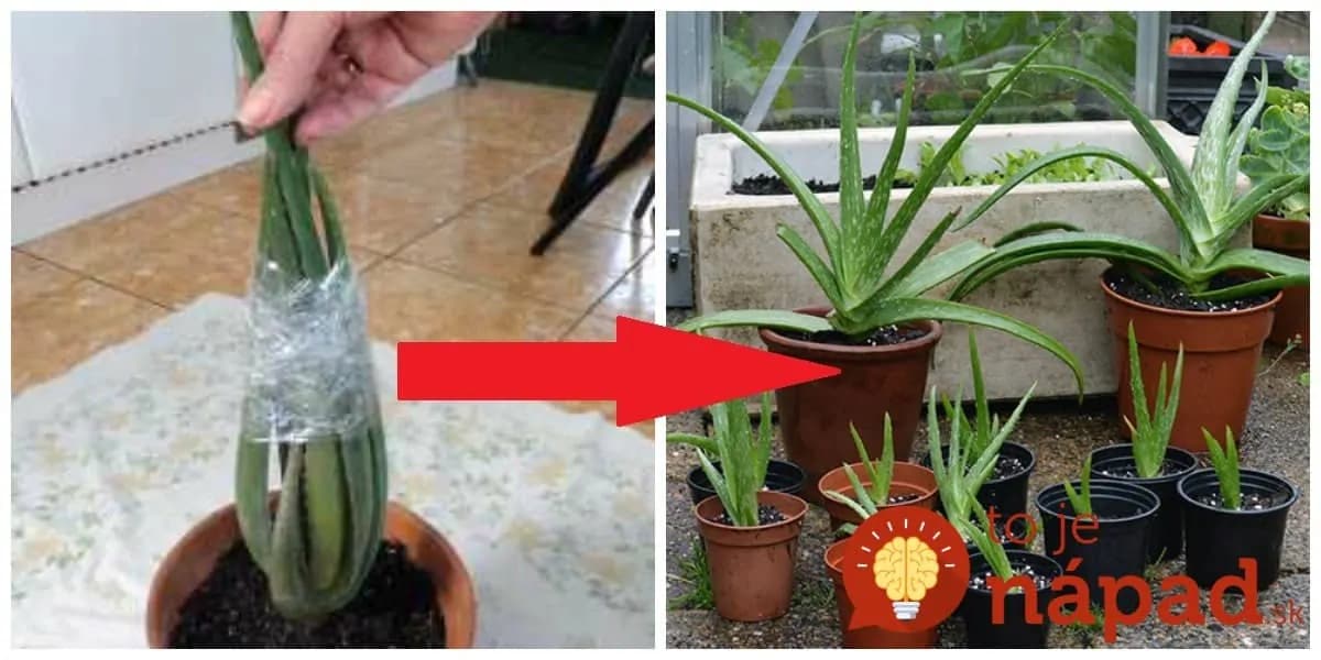 Ak máte doma Aloe Vera, bol by hriech nezískať novú rastlinku úplne zadarmo: Keď uvidíte, aké to je jednoduché, hneď sa do toho pustíte!