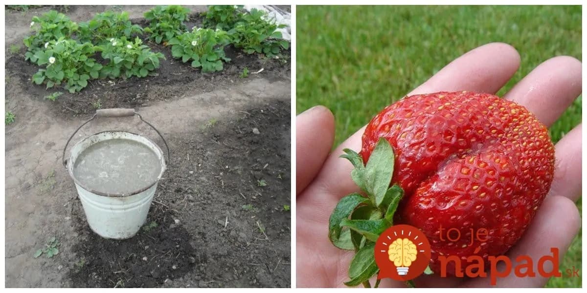 Vysaďte po lete jahody: Trik skúsených záhradkárov, vďaka ktorému môžete čakať bohatú úrodu extra veľkých plodov!