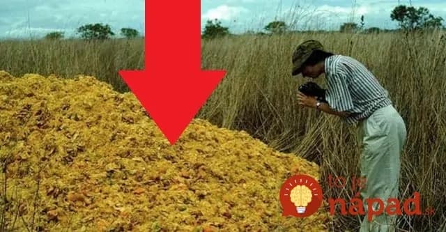Spoločnosť na výrobu pomarančových džúsov vyviezla zvyšky z ovocia na odlesnenú pôdu: Čo našli na tomto mieste o 16 rokov neskôr je ako zázrak!