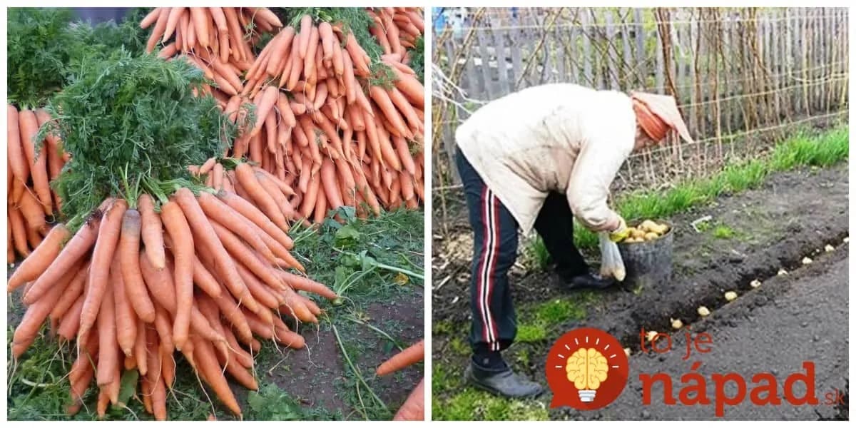 Kým budú všetci sadiť priesady, vy už ZBERÁTE úrodu: Vysaďte po lete tieto druhy a na jar sa máte na čo tešiť!