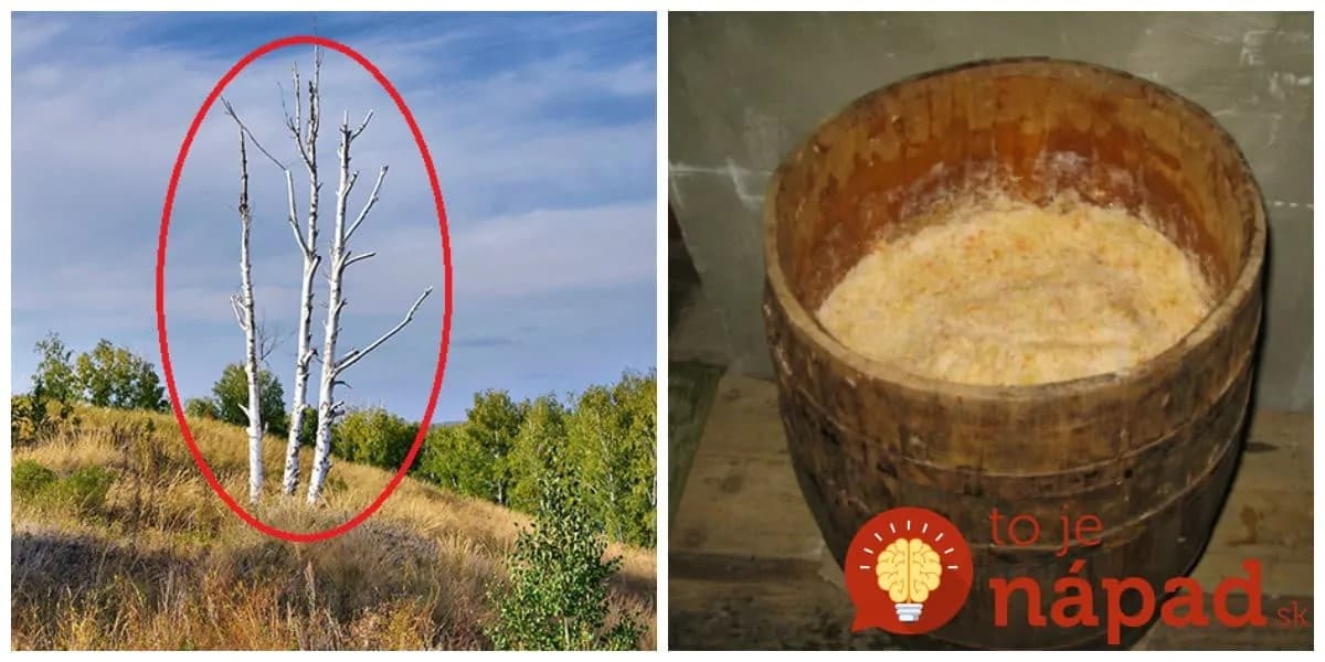 Keď triesku z osiky dáte do suda s kapustou, máte istotu, že neskysne: Geniálne rady našich predkov, ktoré využijete aj dnes!