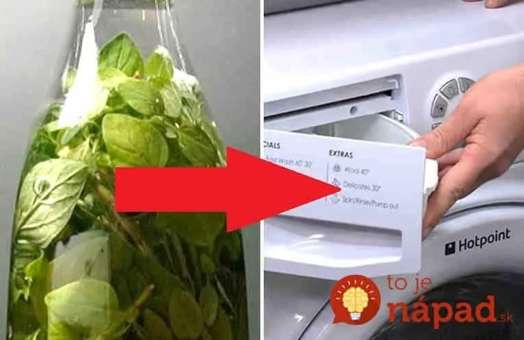 Toto je výborné pre všetkých, ktorí majú alergie a chcú aj ušetriť: Vymeňte drahé aviváže za túto rastlinku, prádlo bude úžasne voňavé, mäkké a dlho vám vydrží!