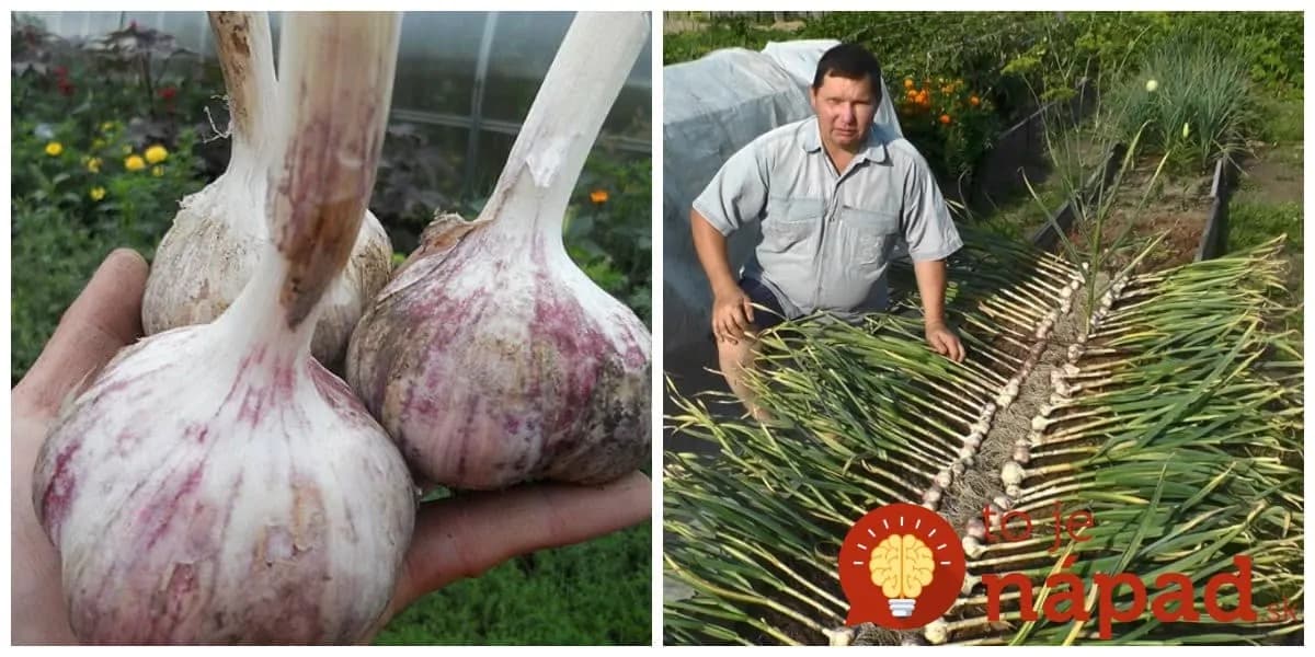 Najlepšia rada, ak sa chystáte sadiť jesenný cesnak: Držte sa tohoto a na jar najväčšiu úrodu spomedzi susedov!