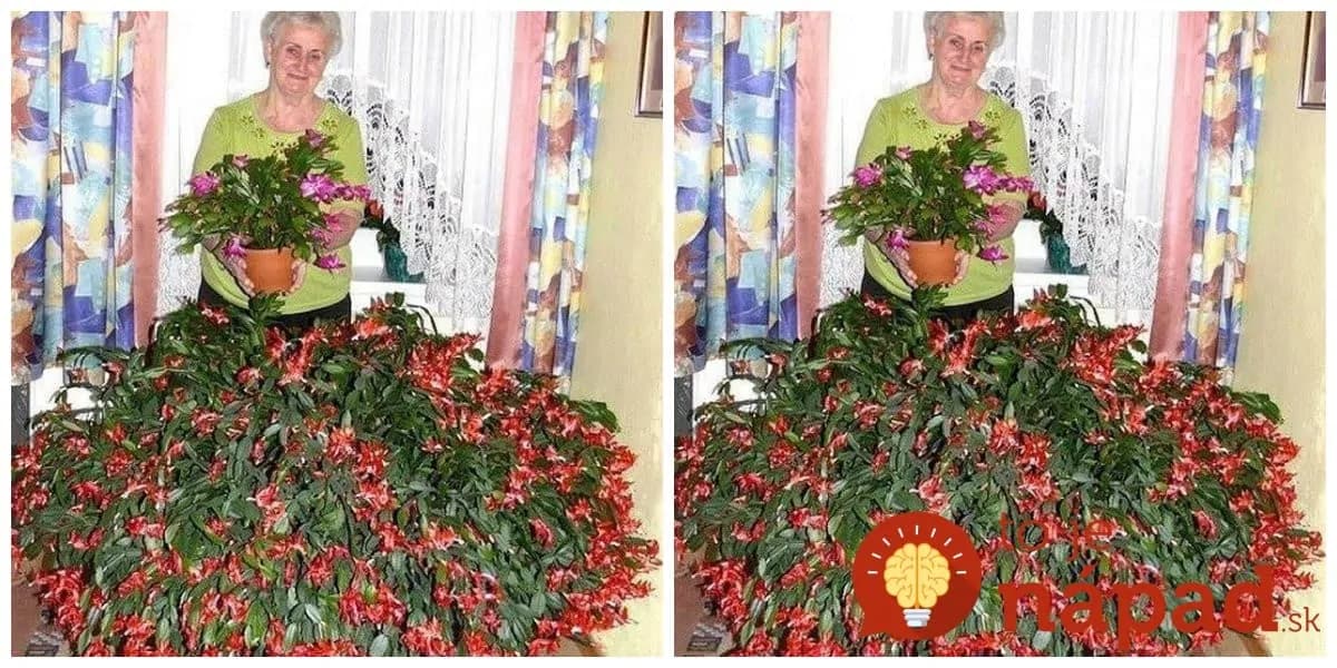 Táto pani vie, ako na to: Pestovateľka prezradila fintu, aby vám vianočný kaktus kvitol ako na baterky!