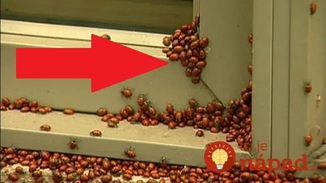 Keď prišlo babie leto, lienky sa začali húfne tlačiť do bytu a znečisťujú mi novú fasádu: Skúsil som na tento trik a hneď sa pratali sa kade-ľahšie!