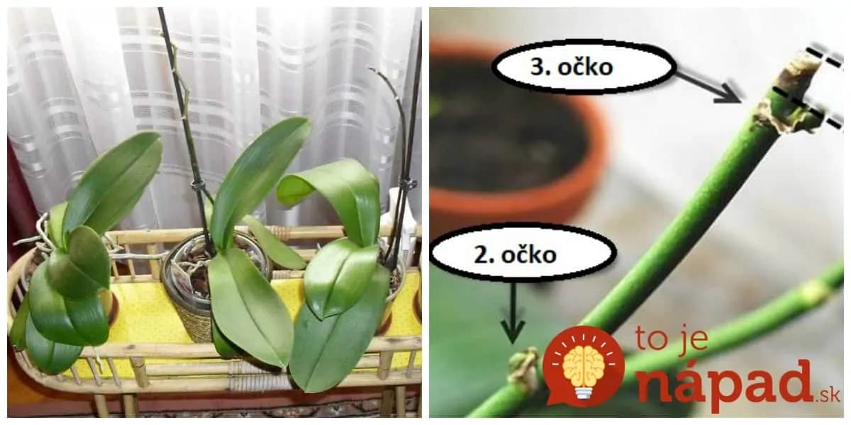 Keď si na nej všimnete toto, hneď začať prebúdzať: Najlepšia rada, prinúťiť kvitnúť aj staršiu orchideu!