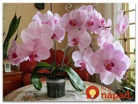 Mojej orchidei sa už mesiace nedarilo a chcela som ju vyhodiť: Potom som ju namiesto substrátu položila do tohto a o týždeň nahodila puky, je to ako zázrak!