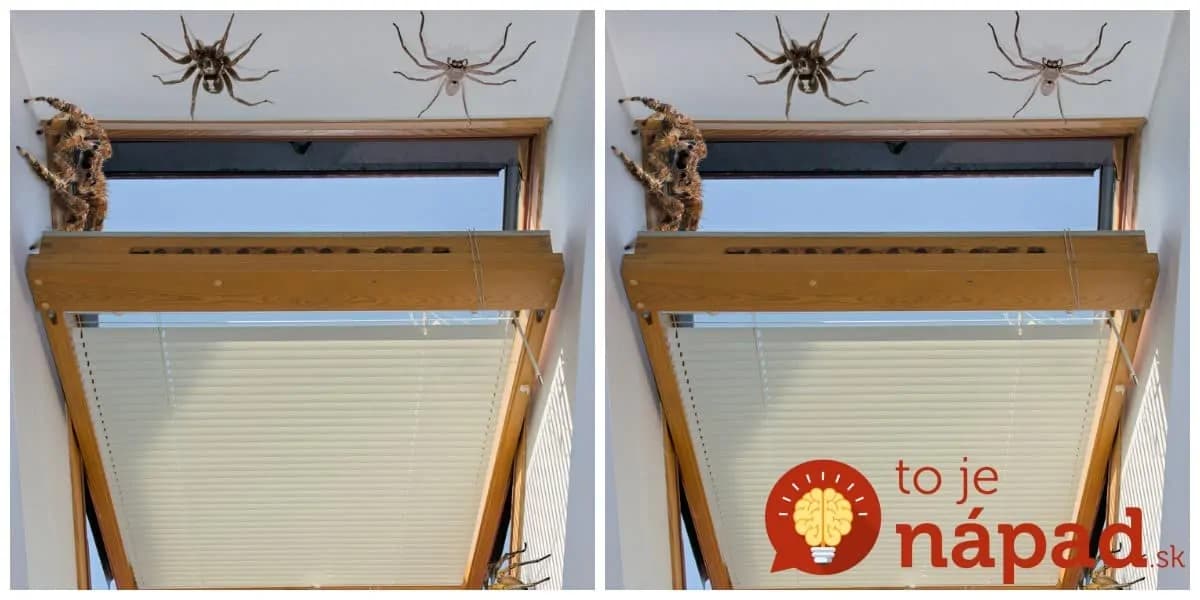 V lete mi cez otvorené okná do bytu liezli pavúky a ďalšia háveď: Namiesto drahej chémie z obchodu skúste jednoduchý trik pani Janky!