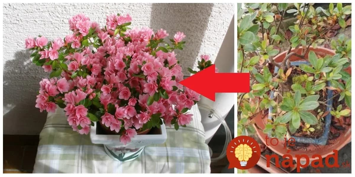 Takto sa mi podarilo prinútiť azalku kvitnúť aj v zime: Stačila len rada od milej pani z kvetinárstva!