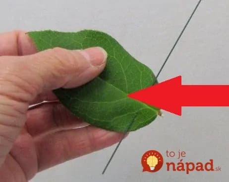 Aranžérka ukázala triky, za ktoré zákazníci v kvetinárstve platia veľké peniaze: Túto nádheru zvládnete celkom sami!
