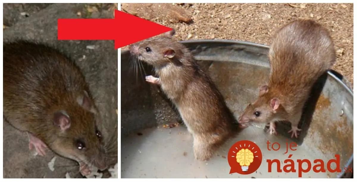 Chytil 11 za jedinú noc: Tento chlapík vám ukáže perfektnú pascu na myši a potkany, do ktorej pobežia samé!