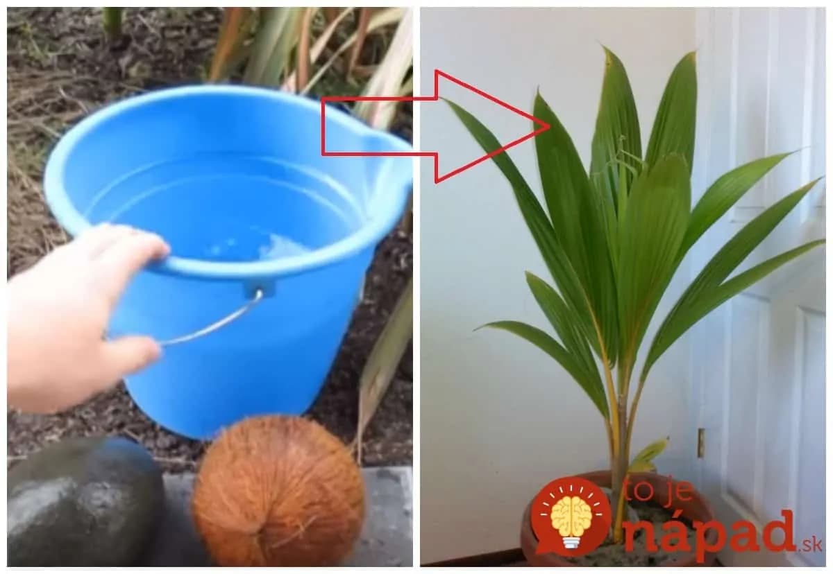 Keď budete mať najbližšie doma kokosové orechy, jeden zalejte teplou vodou a potom vložte do črepníka: Túto krásu môžete o chvíľu mať doma!