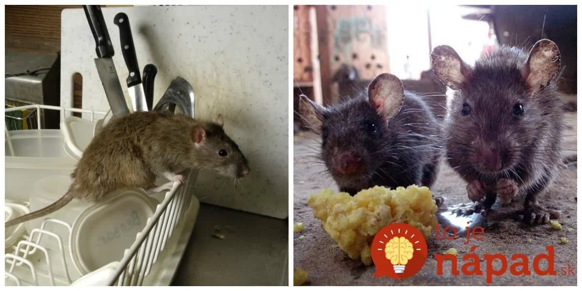 Na zimu sa nám potkany nasťahovali do garáže a nefungoval na ne ani jed z obchodu: Toto nám poradil dedko a odvtedy sme nevideli ani jediného!