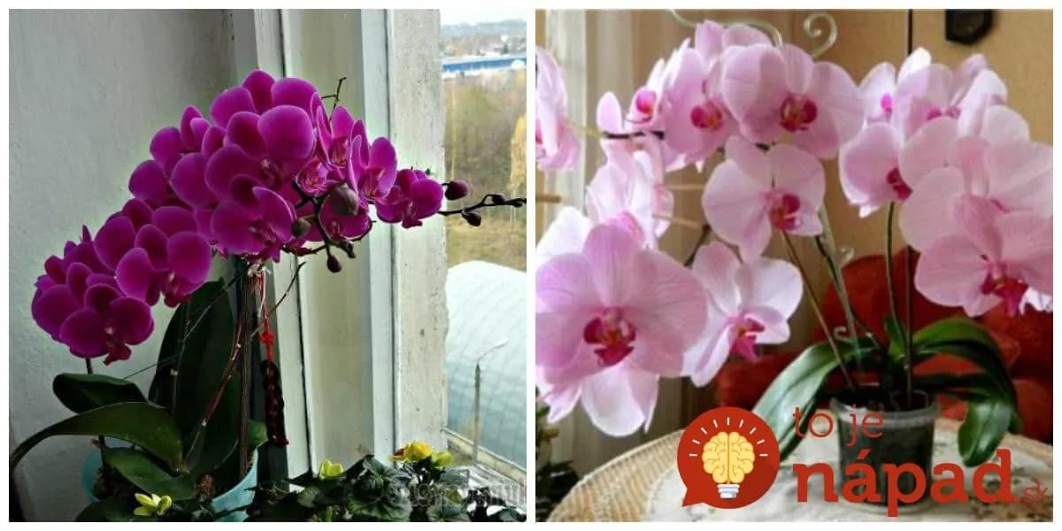 Vďaka rade pani z kvetinárstva bude mať orchidea väčšie a krajšie kvety, ako kedykoľvek predtým: Už ich mám pár rokov a nikdy neboli takto obsypané!