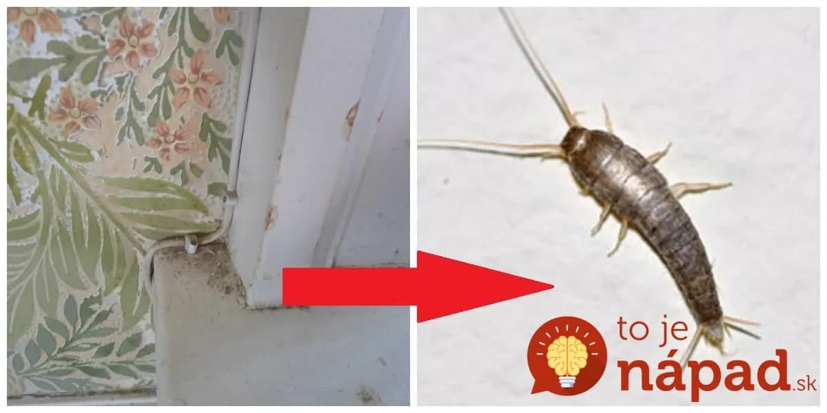 Videli ste ich aj v spálni alebo kuchyni? Upozorňujú na veľký problém u vás doma: Takto odstráňte a sa poberú kade- ľahšie!