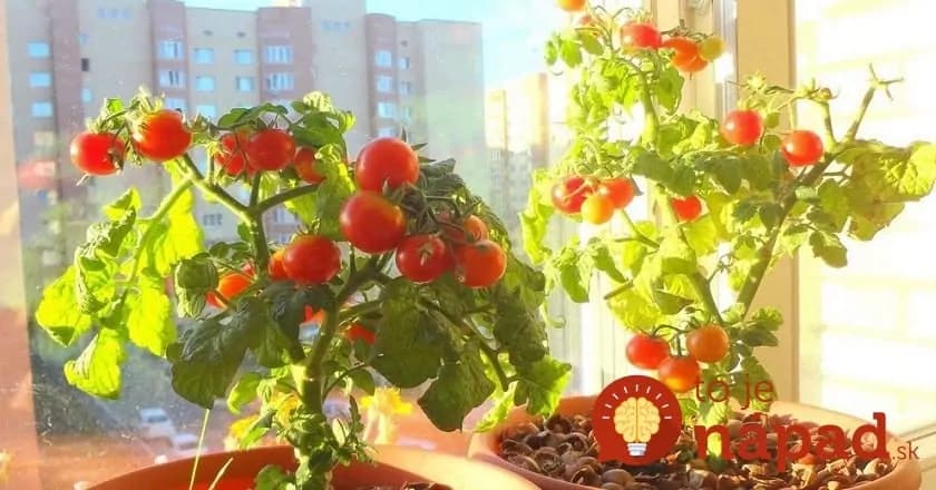 Cherry rajčiny sú čoraz drahšie. Keď uvidíte, ako jednoducho sa dajú vypestovať na parapete, viac ich v obchode nekúpite