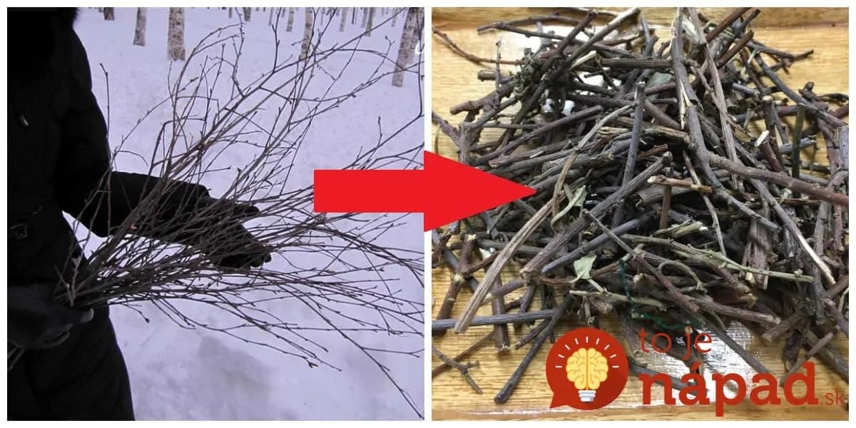 Celú zimu zbierali popadané konáre a halúzky: Nepoužili ich však na kúrenie, keď to susedia na jar uvideli, ľutovali, že to nenapadlo aj im!
