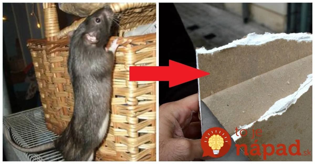Sadrokartón na povale nám začali obhrýzať myši a nepomohla mačka ani pasce: Keby som vedel, že na ne platí toto, spravil by som to už dávno!