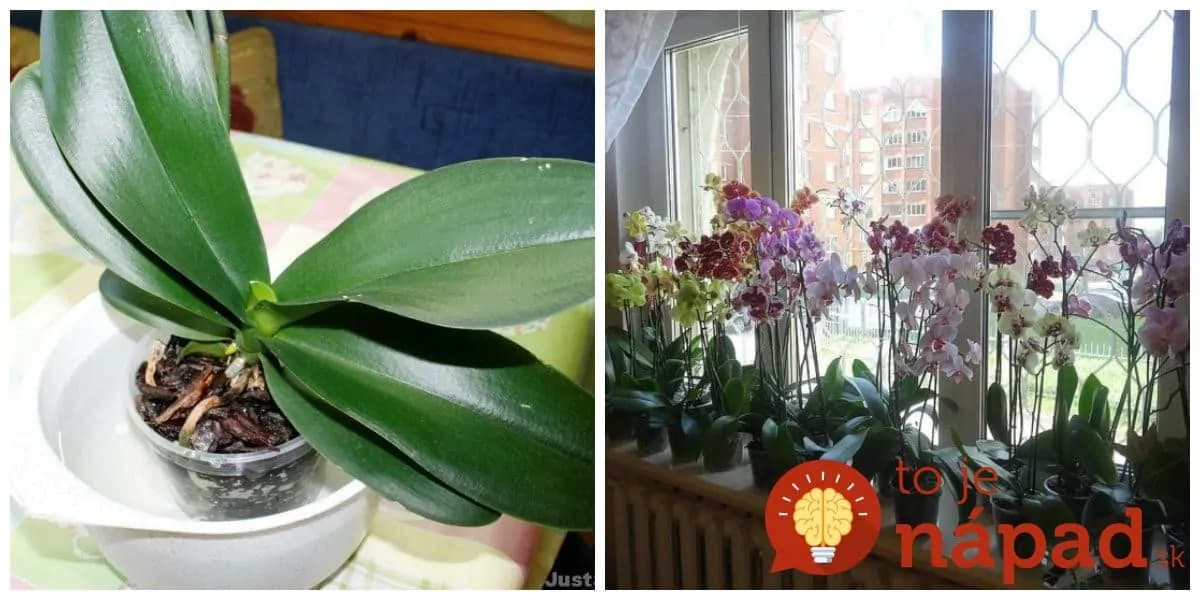 Najcennejšia rada, ako zalievať orchideu jediným správnym spôsobom: Toto prebudí aj rastlinu, s ktorou ste to už chceli vzdať!