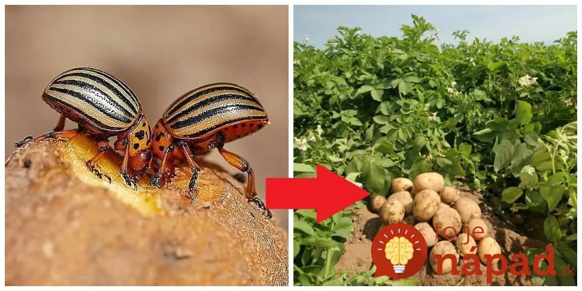 Držte sa tohto a s nenávidenou pásavkou bude pokoj: Keď to zacíti, poberie sa zo zemiakov kade-ľahšie!